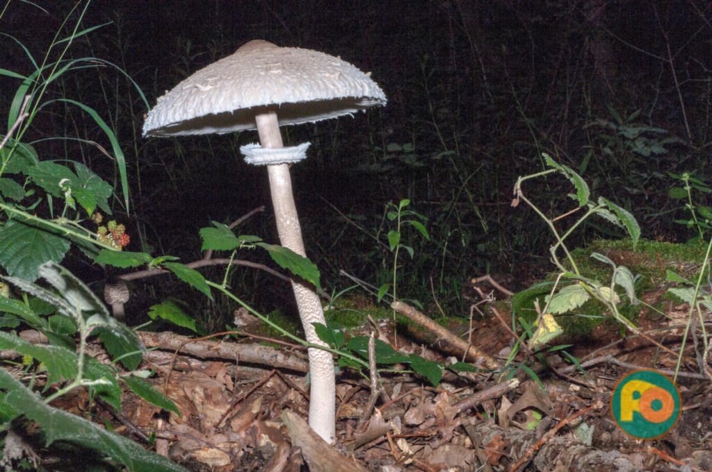 2017-08-07 - Natur, Parasol, Pilze, Ständerpilz