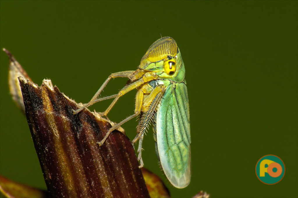 2017-08-13 - Binsenschmuckzikade, Insekten, Natur, Tierwelt, Zikaden