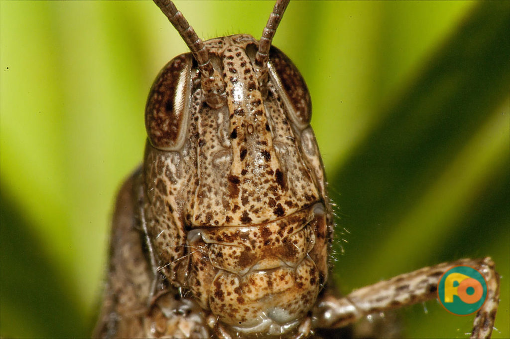 2017-08-13 - Grashüpfer, Heuschrecken, Insekten, Natur, Tierwelt