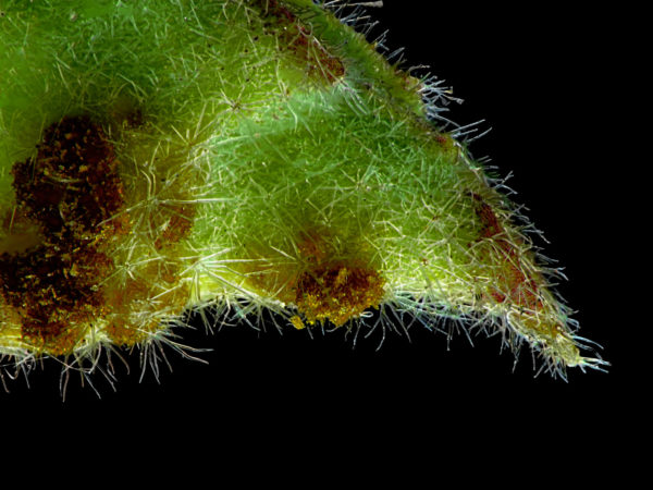 Moschusmalvenblatt <br/> 2. Stufe: <br/> Rohbild-Stack nachgeschärft