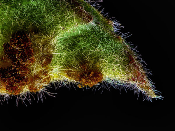 Moschusmalvenblatt <br/> 3. Stufe: <br/> Rohbild-Stack nachbelichtet