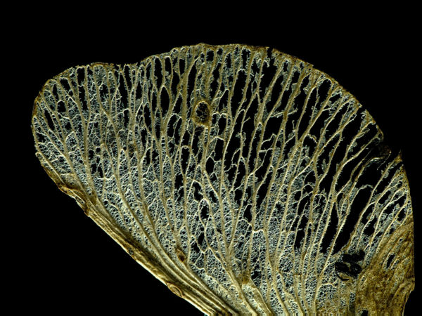 Ahorn-Flügelnussfrucht<br/> unbearbeitete Rohversion des Bilderstacks zur weiteren Verwendung in PS