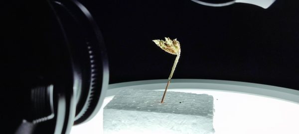 Moschusblatt auf Styroporklötzchen vor der Makrolinse