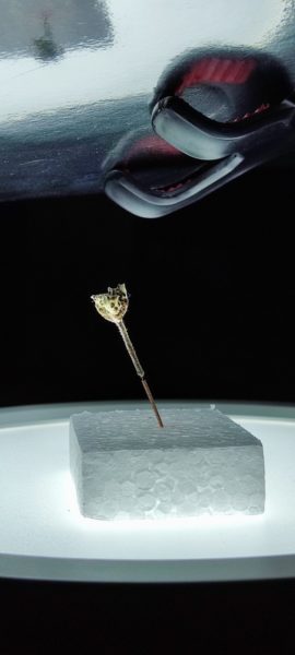 Moschusblatt auf Styroporklötzchen vor der Makrolinse